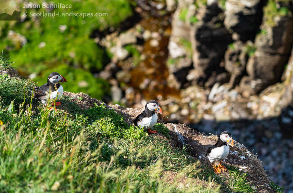Photo of Three puffins on a ledge