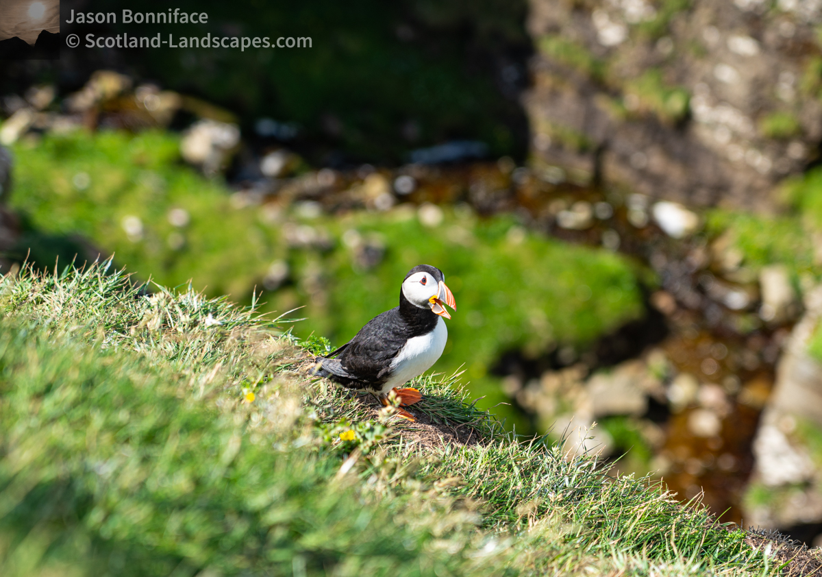 Photo of a puffin with something to say?