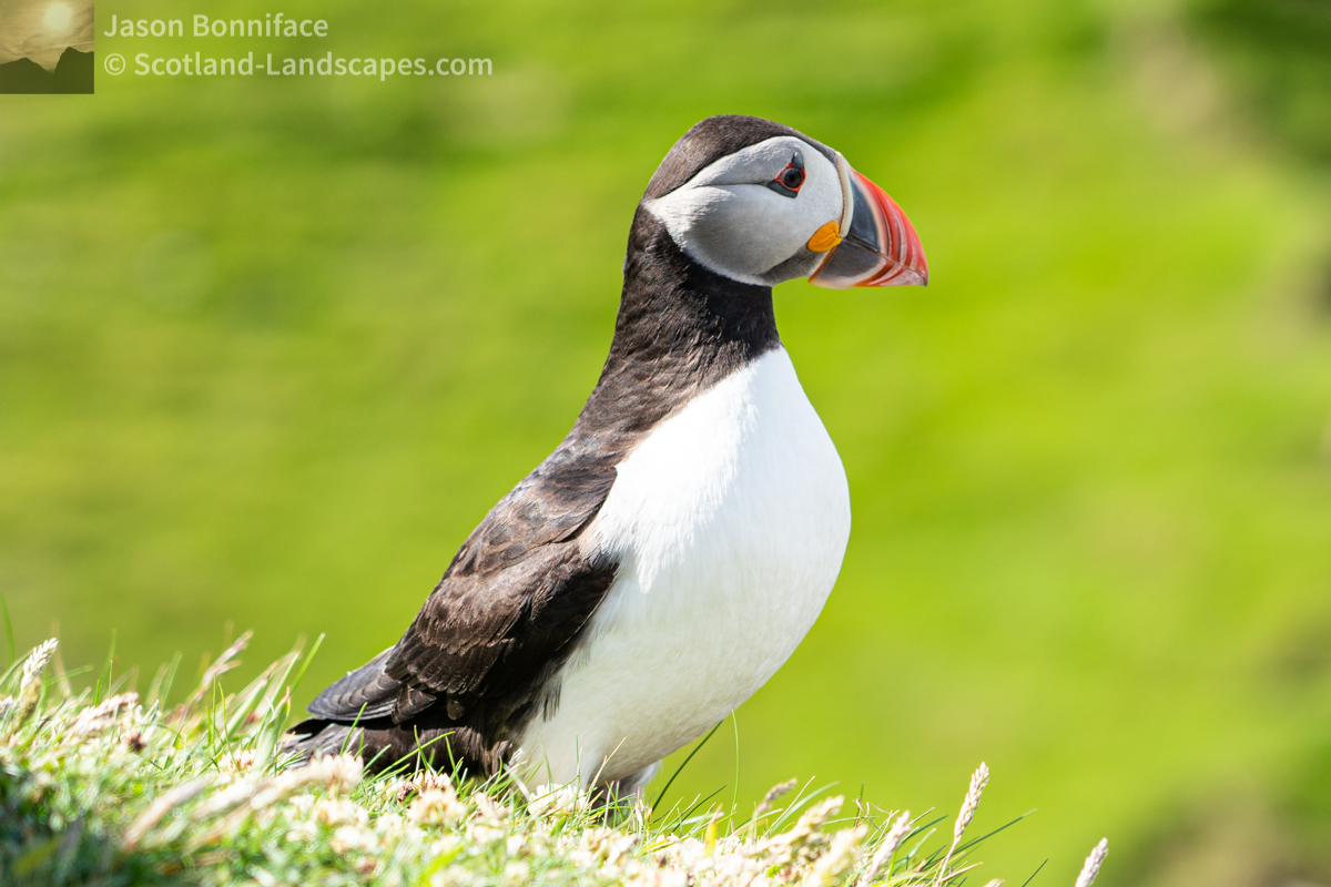 Photo of a fine looking puffin standing