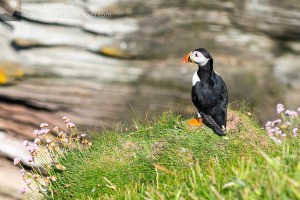 Photo of a Puffin surveying the geo around Wester Clett, "Puffin Island"