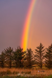 Rainbow trees