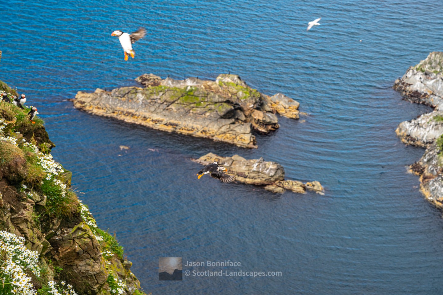 Puffins - Coming and Going - 2, Shetland