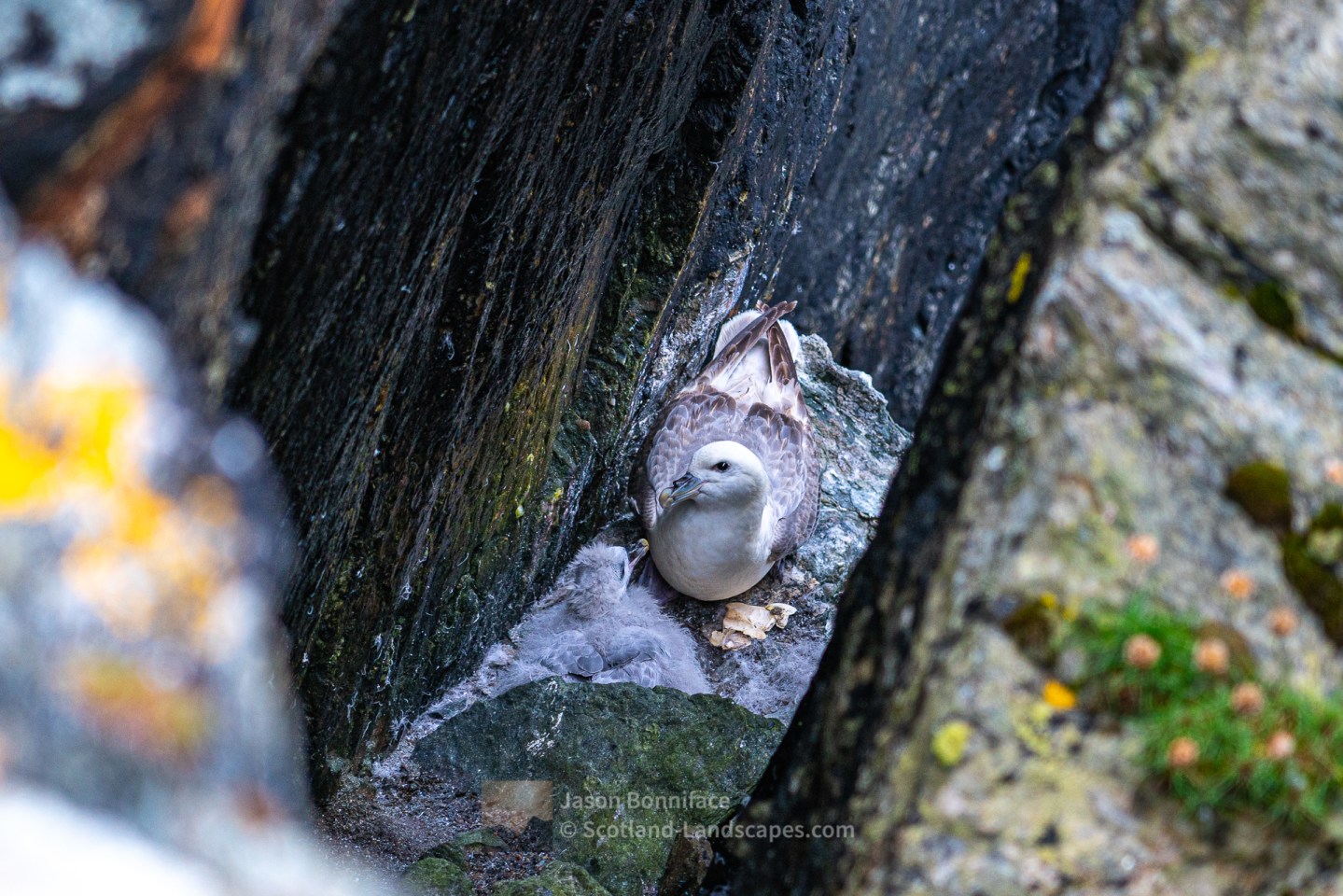A Fulmar Chick and Parent, Fethaland, Shetland