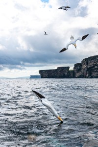 Gannets Diving off the Noup of Noss, Shetland