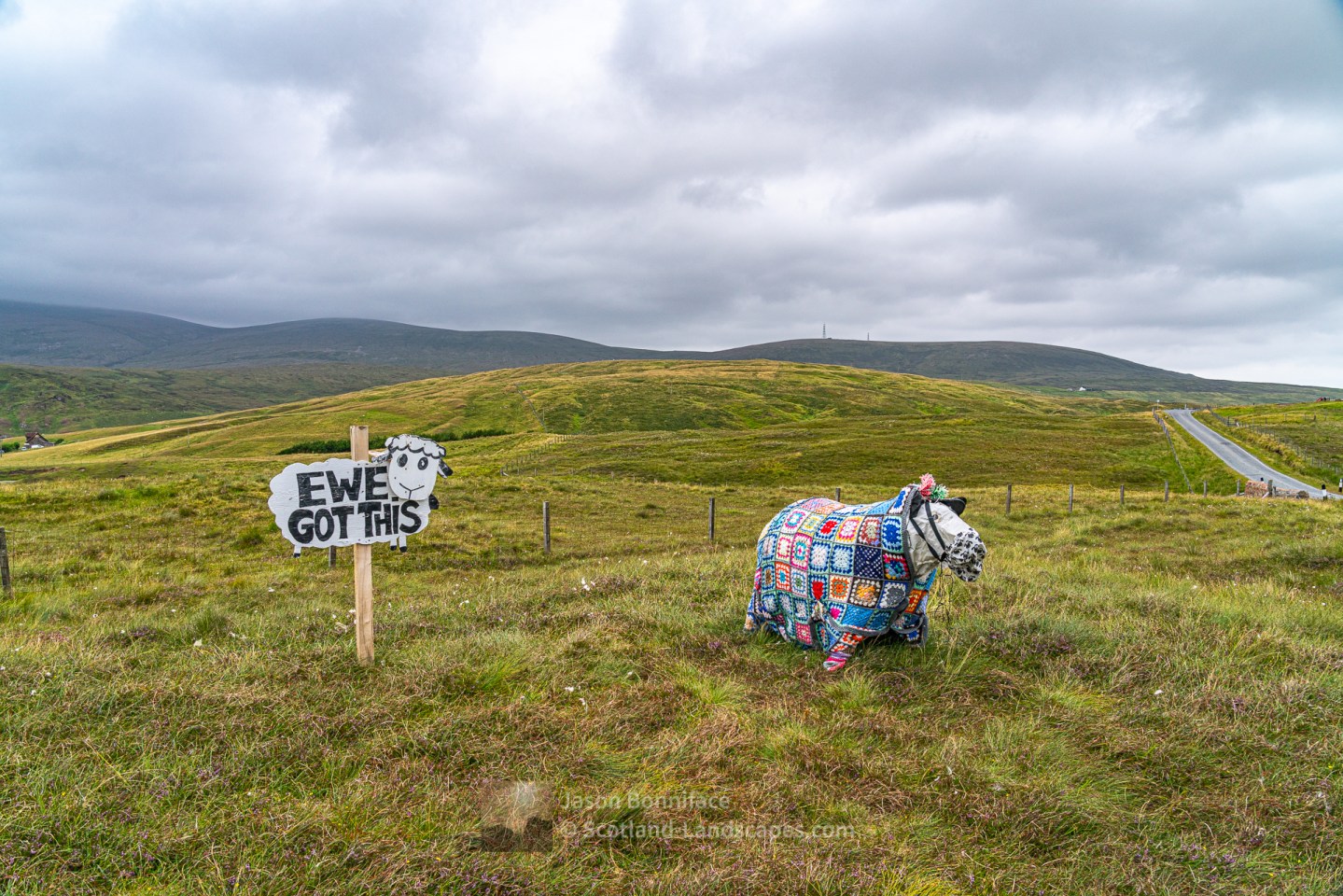 Ewe Got This, North Roe, Shetland