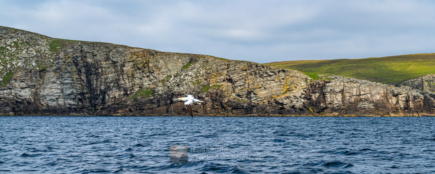 A Gannet for Company off the South West Coast of Bressay, Shetland