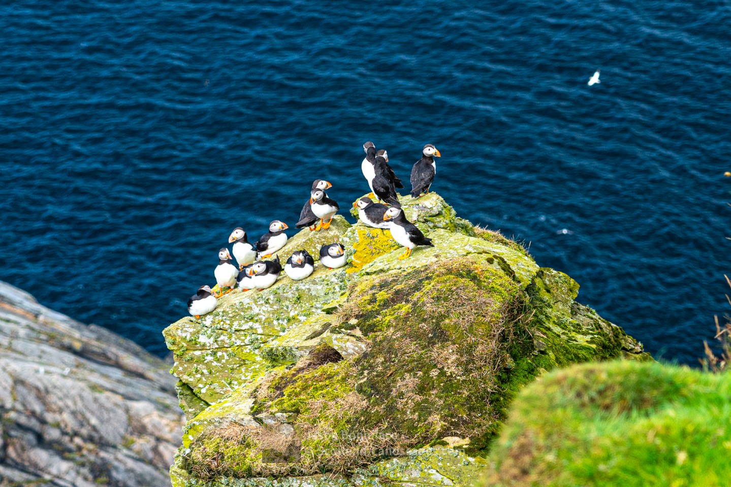Puffins on a Rock, Herma Ness, Shetland