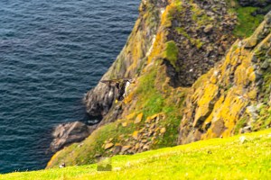 Puffin Landing 1, Herma Ness, Shetland