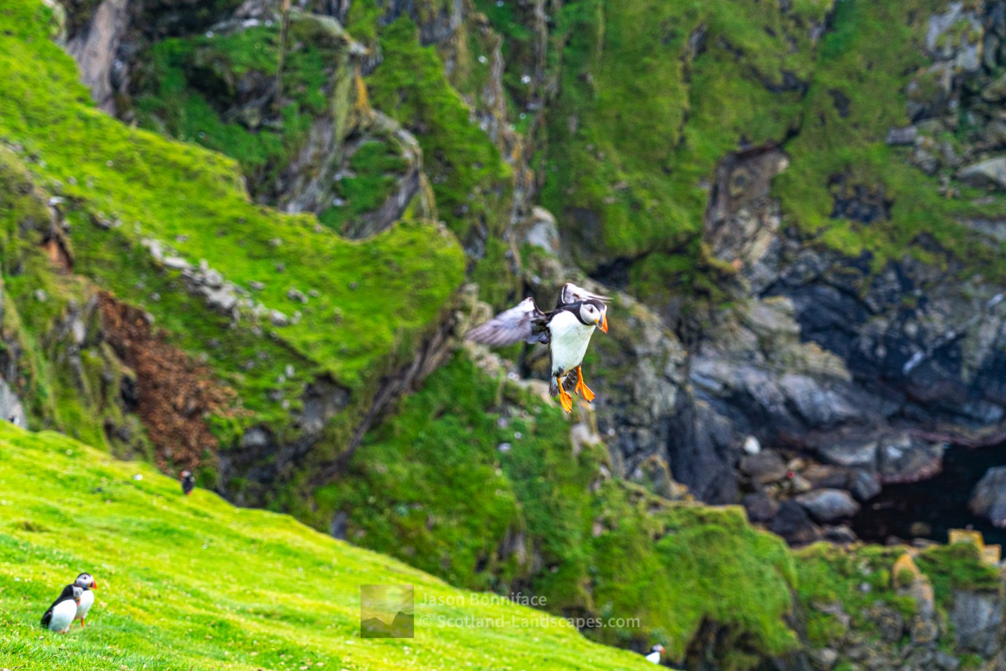 Puffin Incoming 2 - Herma Ness, Shetland