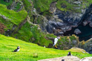 A Tidy Puffin Landing - Herma Ness