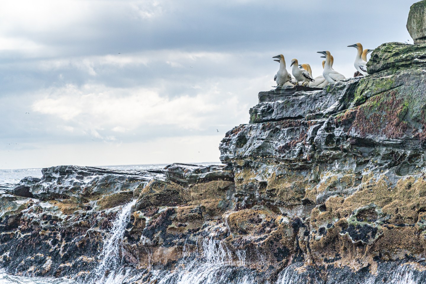 Gannets on the Noup of Noss Rocks, Shetland