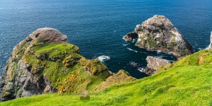 Clingra and Humla Stacks and Gannets, Herma Ness, Shetland