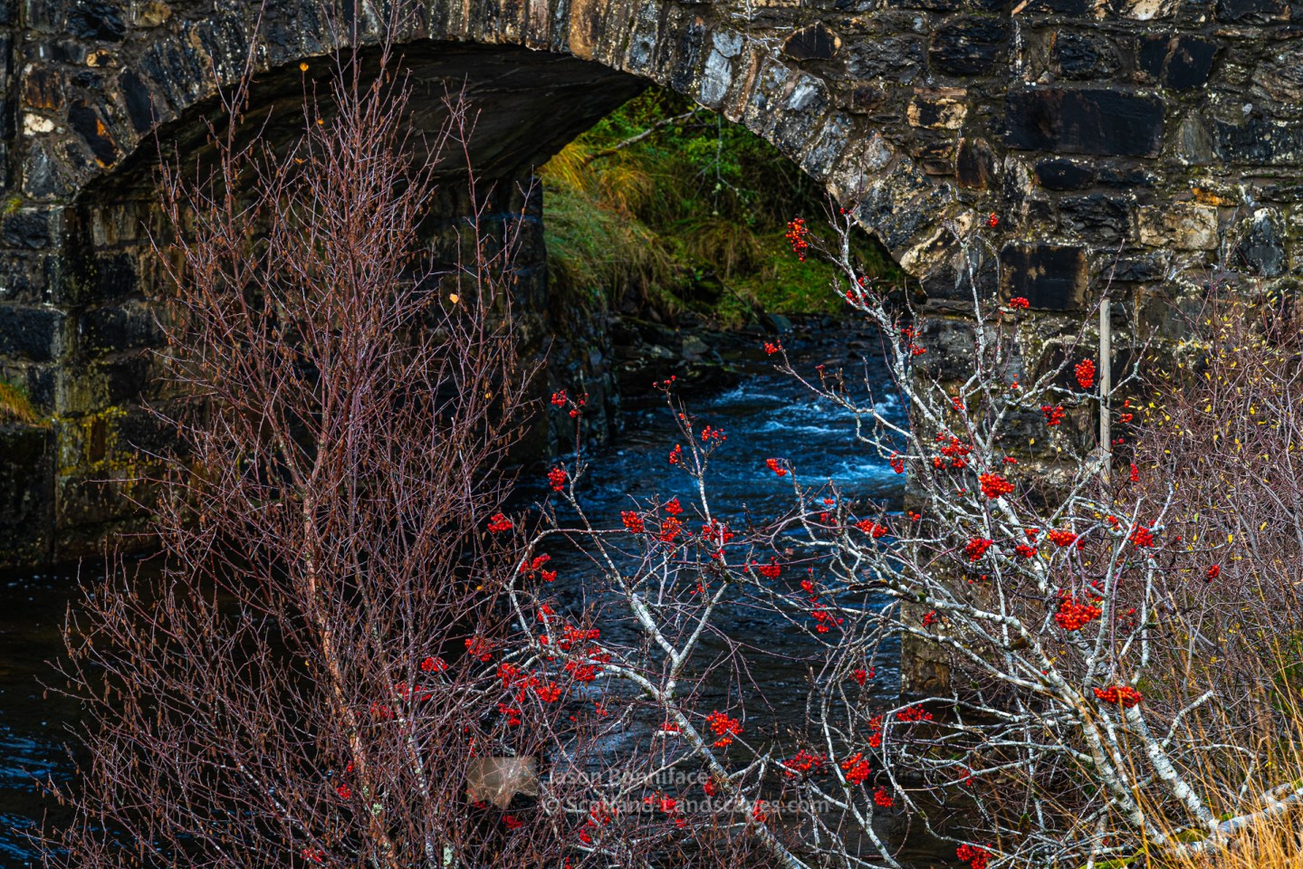 The Bridge and Rowan Berries at West Merkland, Northern Sutherland