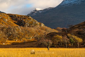 A Lone Tree in the Reeds, Peanmeanach, Morar to Morvern