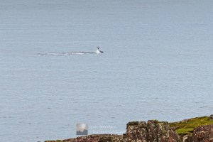 A whale mid tail slap - at Rubha Reidh point, Torridon & Fisherfield