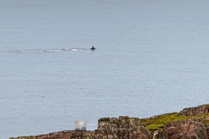 Whale tail slapping - at Rubha Reidh point - 2, Torridon & Fisherfield