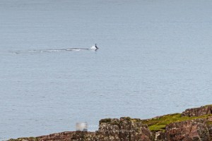 Whale tail slapping - at Rubha Reidh point - 4, Torridon & Fisherfield