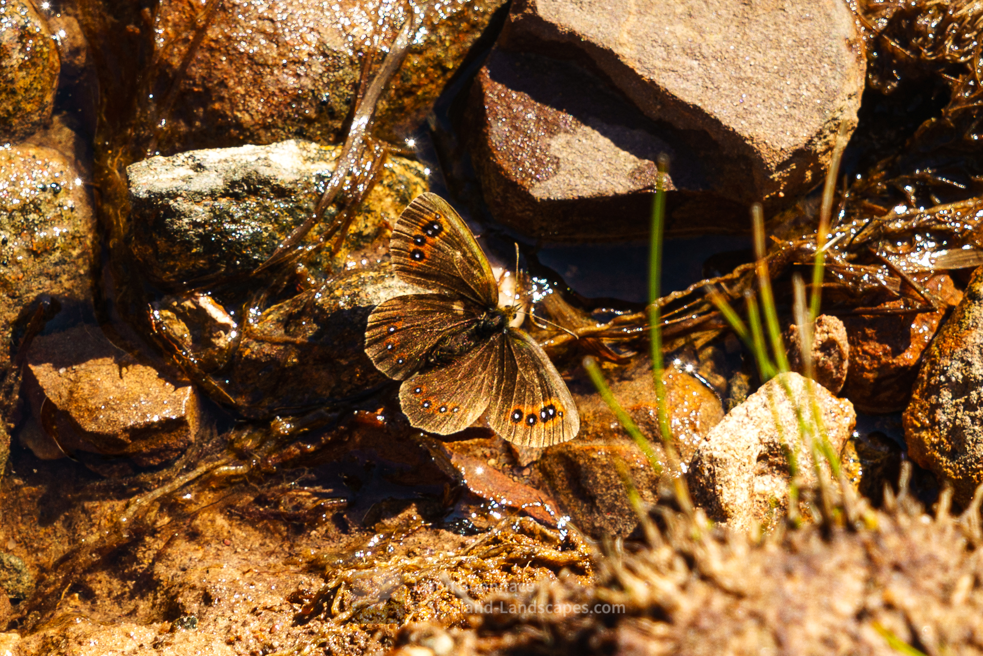Scotch Argus butterfly, Torridon & Fisherfield