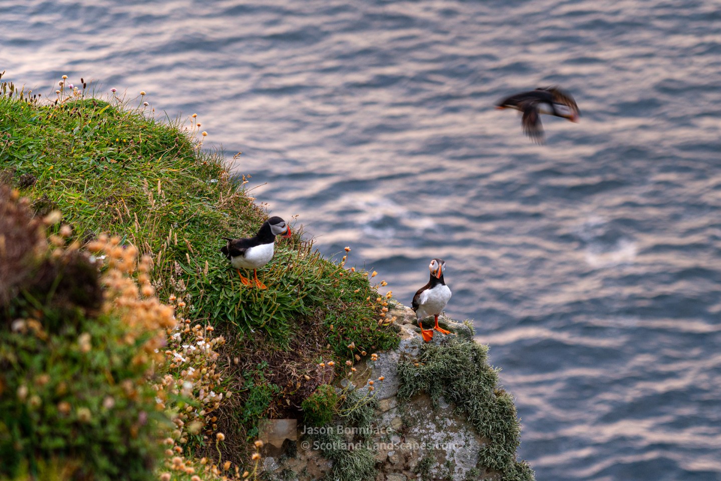 Puffin action at Dunnet Head on a July evening, Caithness