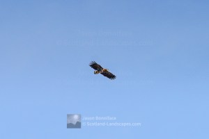 A white tailed eagle fly-by on the summit of Beinn Mhic Cedidh - 1, Morar to Morvern